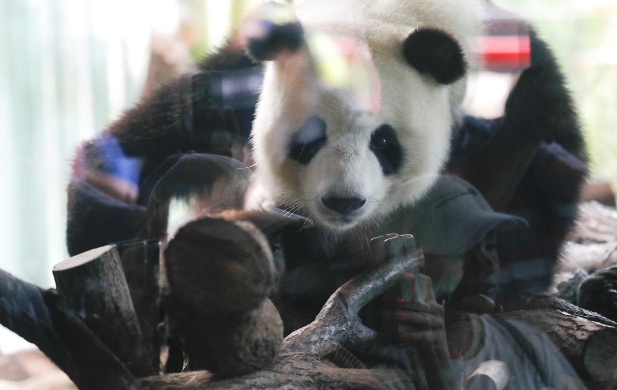 panda Meng Meng | Mama Meng Meng se počuti dobro. | Foto Reuters