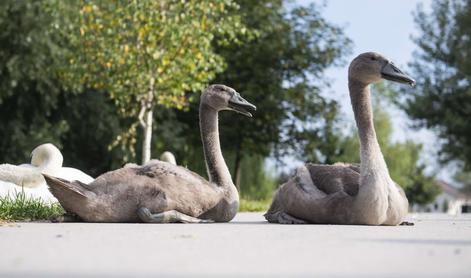 Pri labodih v Ljubljani potrdili ptičjo gripo