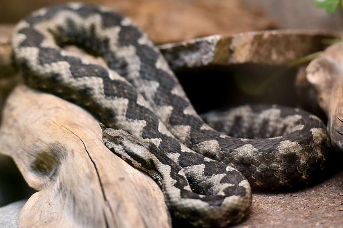 V Sloveniji živijo tri vrste strupenih kač: modras (na fotografiji), laški gad in navadni gad. Modras ob enkratnem ugrizu v telo izbrizga od deset do 20 miligramov strupa, smrtni odmerek strupa modrasa ali gada pa je za odraslega zdravega človeka, težkega okrog 75 kilogramov, 75 miligramov. Ogrožena skupina po ugrizu so sicer predvsem starejši posamezniki, otroci in ljudje s kroničnimi boleznimi. | Foto: STA ,