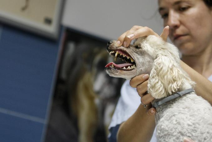 Večina slovenskih klinik je v zasebni lasti, med javnimi najdemo klinike Veterinarske fakultete v Ljubljani - lani so samo na kliniki za kirurgijo in male živali sprejeli skoraj 12 tisoč živali, glede poslovanja pa so precej skrivnostni - in Veterinarsko postajo Ljubljana, ki je v lasti občine. | Foto: STA ,