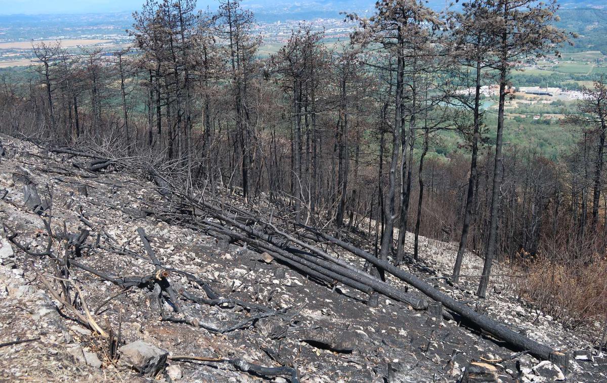 kras | Hitrejša obnova pa bo pripomogla tudi k hitrejšemu vračanju živali na prizadeto območje. Košiček je povedal, da so se velike živali, kot so jelenjad in divji prašiči, že vrnile. | Foto STA