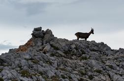 V naravo izpustili pet alpskih kozorogov iz ljubljanskega živalskega vrta