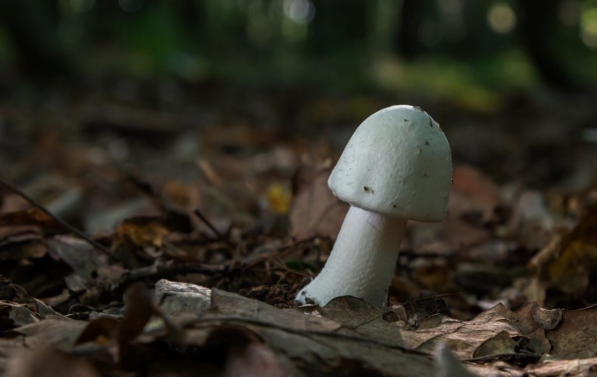 Amanita Virosa, Koničasta mušnica | Kaj se lahko zgodi, če gobarski priročnik, ki ga je s pomočjo orodja ChatGPT z namenom hitrega zaslužka nekdo naredil v enem dnevu, ne prepozna razlike med koničasto mušnico (na fotografiji), eno najbolj strupenih gob v Sloveniji, in užitnim hostnim kukmakom? V najslabšem primeru lahko kdo tudi umre.  | Foto Shutterstock