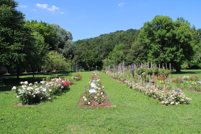 Urejanje rozarija na Oddelku za agronomijo Biotehniške fakultete Univerze v Ljubljani je del rednega izobraževalnega procesa na visokošolskem strokovnem in univerzitetnem študijskem programu. | Foto: 