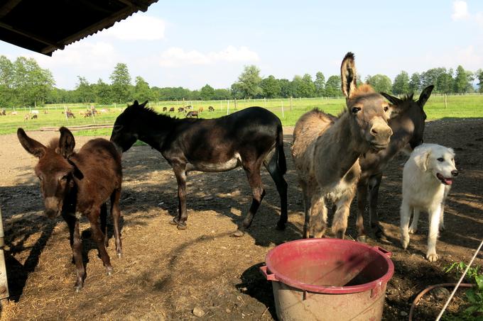 Pisana druščina na posestvu Trnulja na Ljubljanskem barju | Foto: Miha First