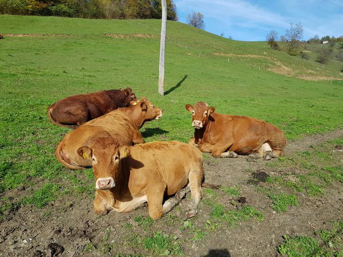 Čezmerna uporaba antibiotikov v živinoreji ima velik davek tudi na zdravju ljudi in v zdravstvenih blagajnah. | Foto: 