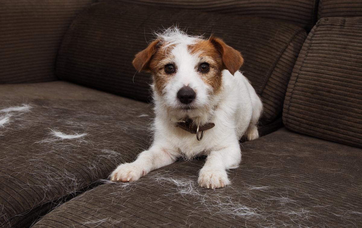 sedežna garnitura, kavč, pes | Po razkošnem obedu je Cecil odšel počivat, njegova lastnika pa sta vprašala veterinarja, kaj naj storita. (Fotografija je simbolična.) | Foto Shutterstock