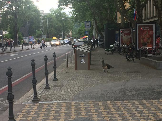 V središče Ljubljane večkrat zaideta tudi pavji samički, ki nista tako glasni kot pavji samec, prav tako tudi ne vzbujata pozornosti, ker nista tako živih barv. | Foto: Sabrina Zavšek