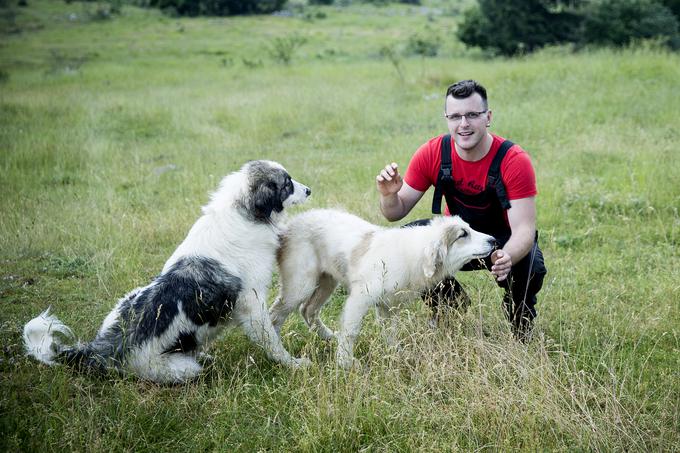 Družinska kmetija Sedmak pastirski psi tornjaki pes Pivka | Foto: Ana Kovač