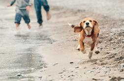 Če na to hrvaško plažo pridete s psom, vam grozi 150 evrov kazni