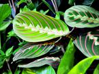 maranta