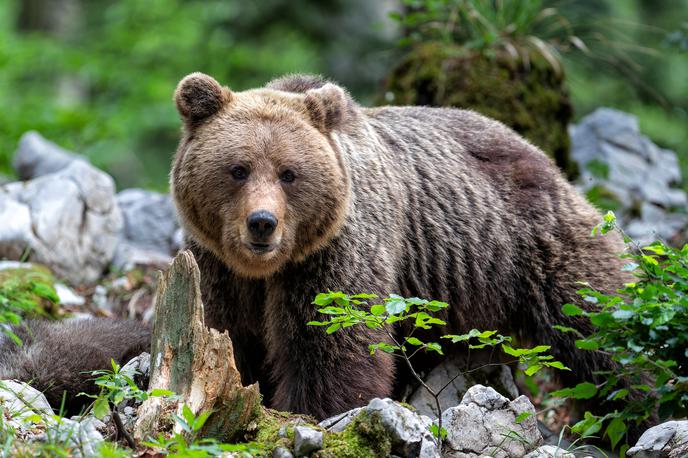 medved, rjavi medved, gozd, Slovenija | Medved je zaradi poškodb poginil.  | Foto Shutterstock