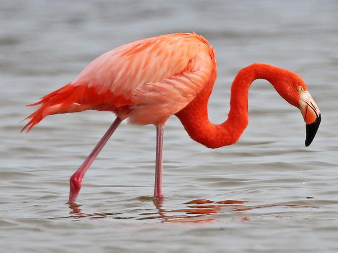 barva plamenca prihaja od astaksantina | Foto: NaturaMedica