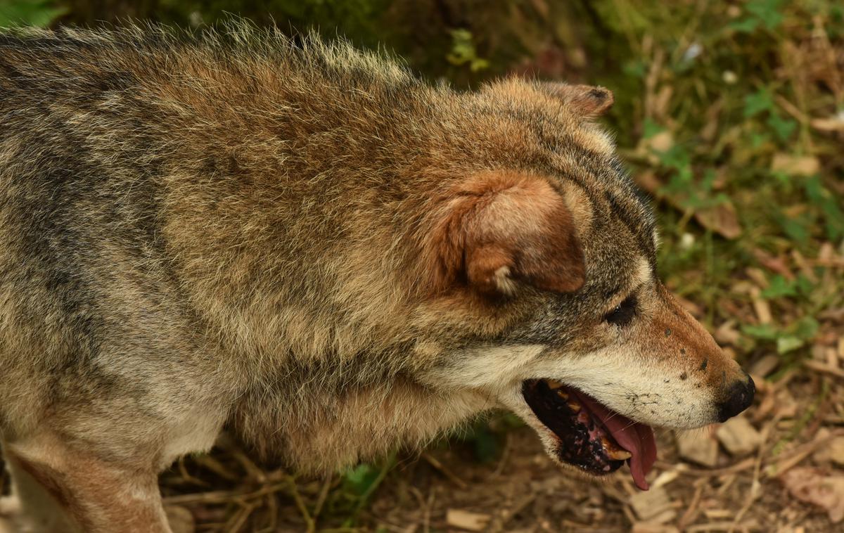 Volk | Fotografija je simbolična. | Foto STA