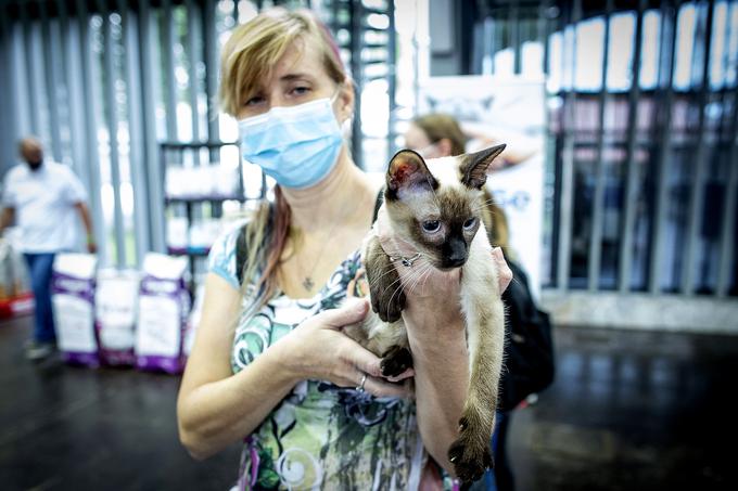 Mednarodna razstava mačk | Foto: Ana Kovač