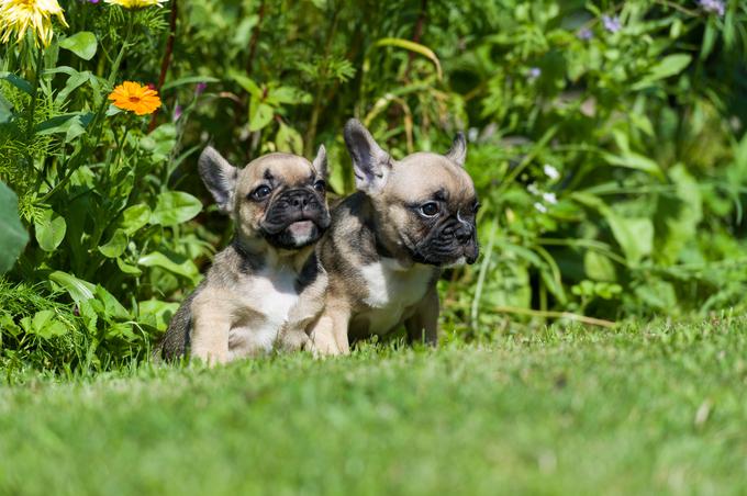 Francoski buldog | Foto: Shutterstock