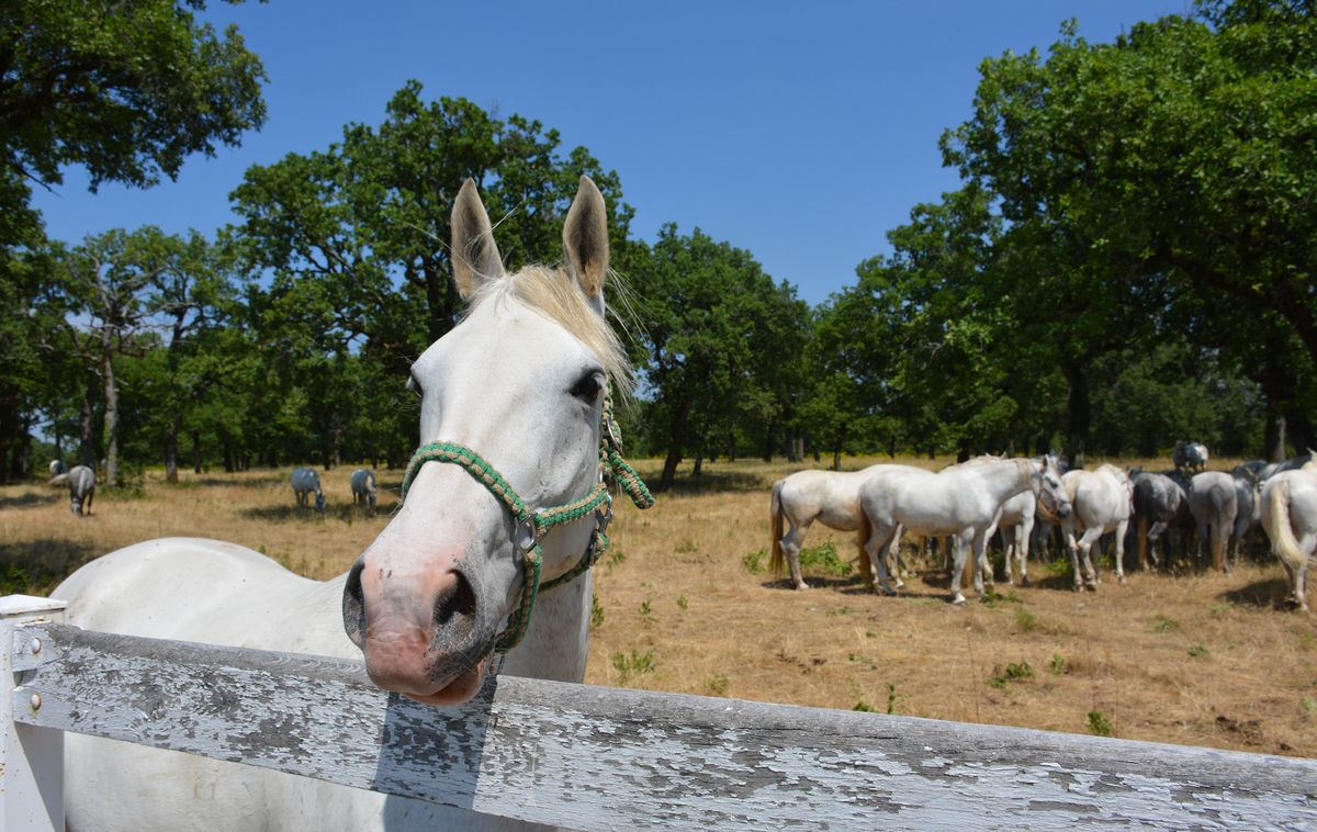 Kobilarna Lipica | Uradni veterinarji so ob pregledu predmetne zadeve zaznali, da tudi posamezne druge živali niso v optimalni kondiciji, zato bodo z nadzorom nadaljevali, kar pomeni, da bo izveden celovit nadzor. | Foto Andreja Lončar