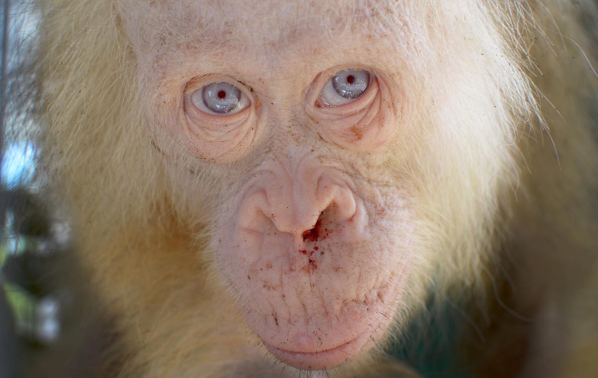 Albino živali | Foto Reuters