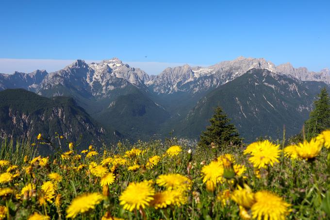 Spomladi so travniki na Dovški Babi cvetoči, maja tudi z narcisami. | Foto: Matej Podgoršek