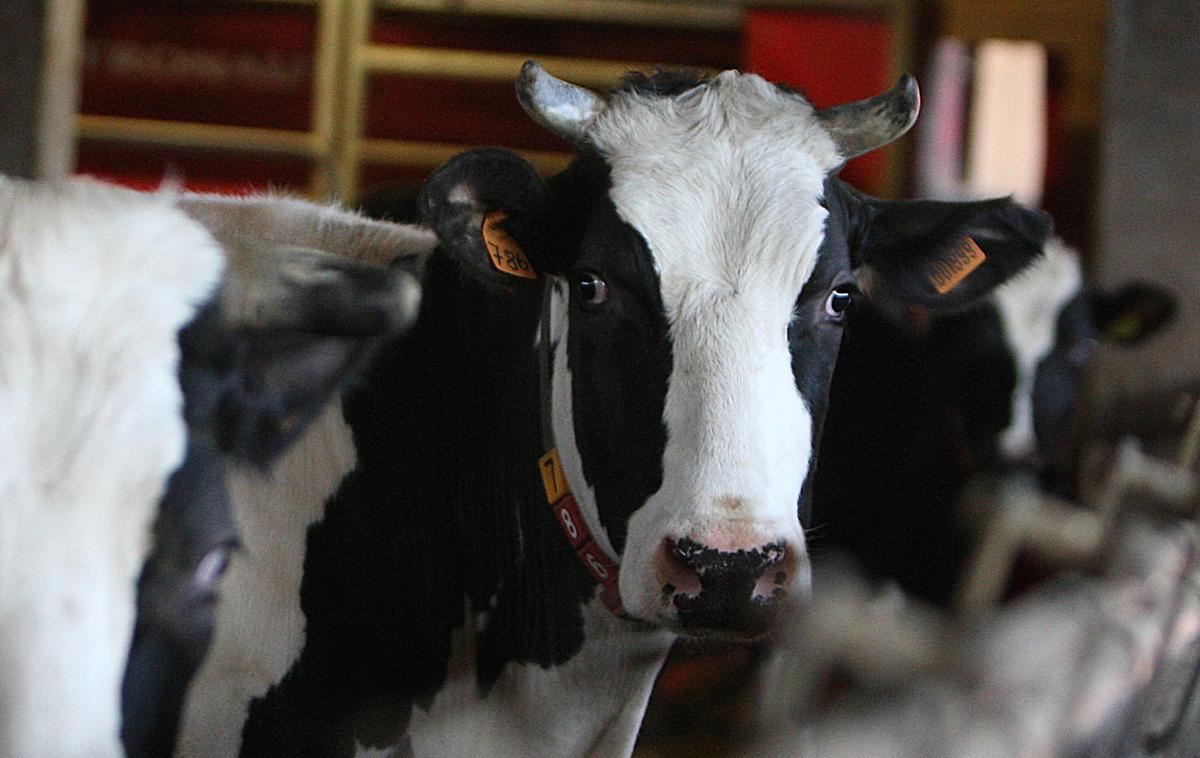 Krave | Bolezen modrikastega jezika je bolezen živali, za katero so dovzetni domači in divji prežvekovalci. Za bolezen so značilne spremembe na ustni in nosni sluznici ter roževini parkljev. Za človeka bolezen ni nevarna. | Foto Ana Kovač