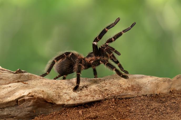 Pajek | Fotografija je simbolična. | Foto Shutterstock