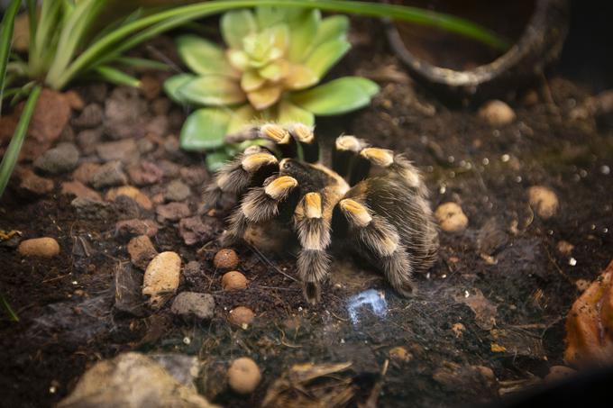 Razstava eksotičnih živali BIOEXO. Kača, pajek, kuščar | Foto: Bojan Puhek