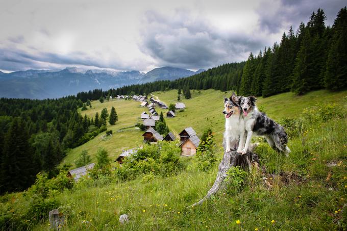 Zajamniki so priljubljena izletniška točka v Bohinju. | Foto: 