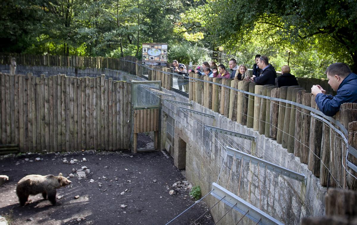 živalski vrt, ZOO, medved | Foto Ana Kovač