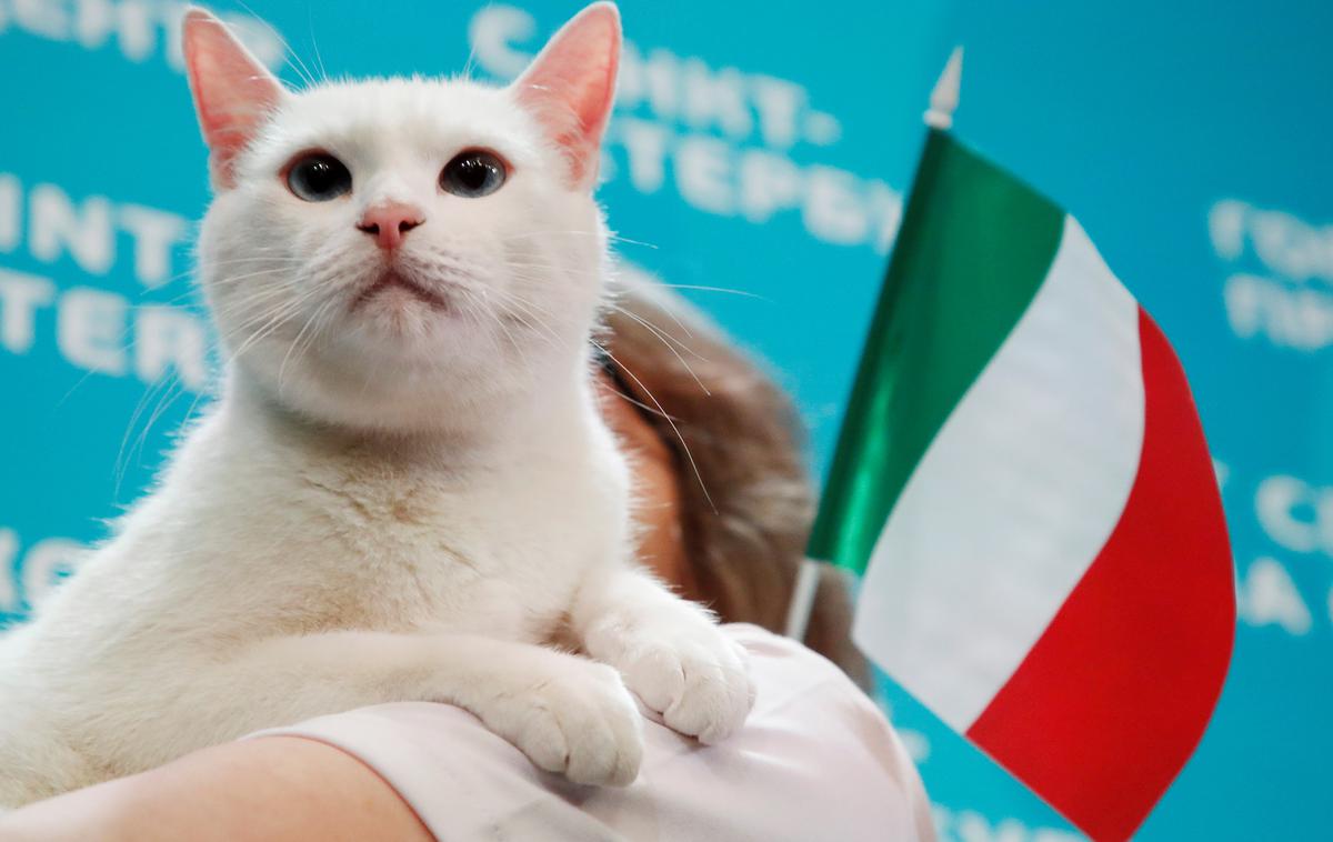 Ahil Maček St. Peterburg Euro 2020 | Ruski maček Ahil je napovedal današnjo zmago Italije. | Foto Reuters