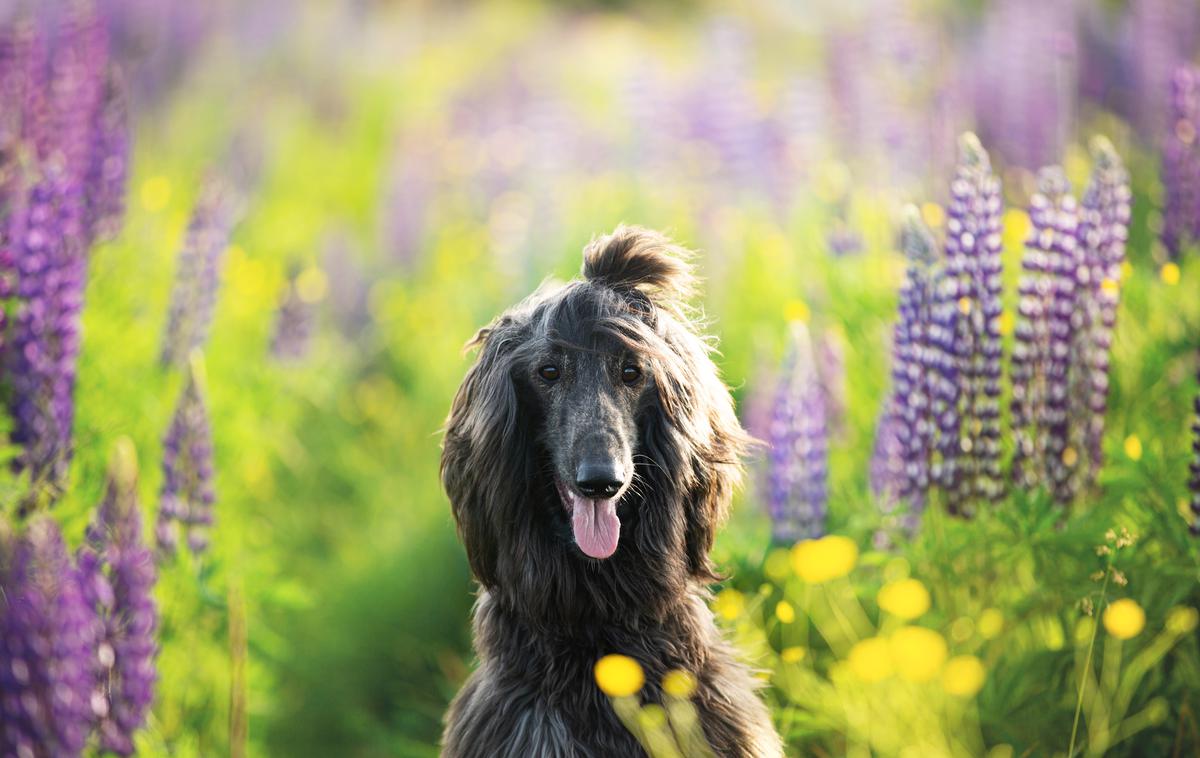 Afganistanski hrt | Foto Shutterstock