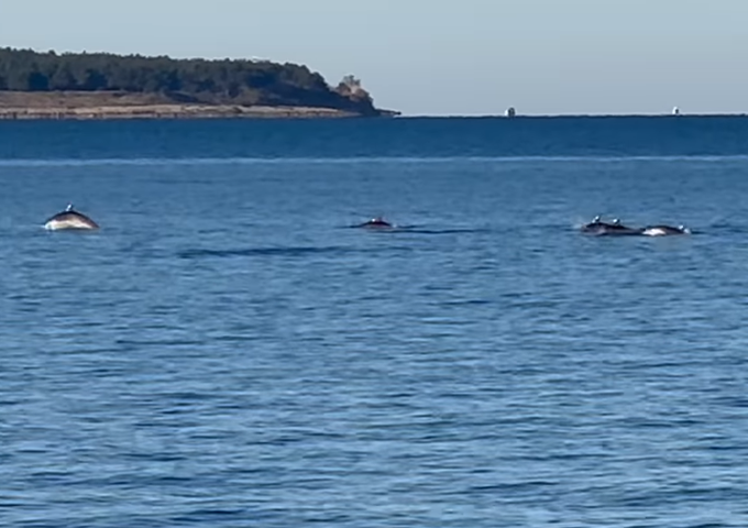 morje, Okolje Piran, Piranski zaliv | Foto: posnetek zaslona/Okolje Piran