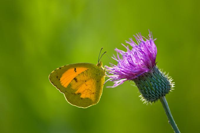 Pegasti badelj je zdravilna rastlina, ki se tradicionalno uporablja za preprečevanje in lajšanje težav z jetri. | Foto: Shutterstock