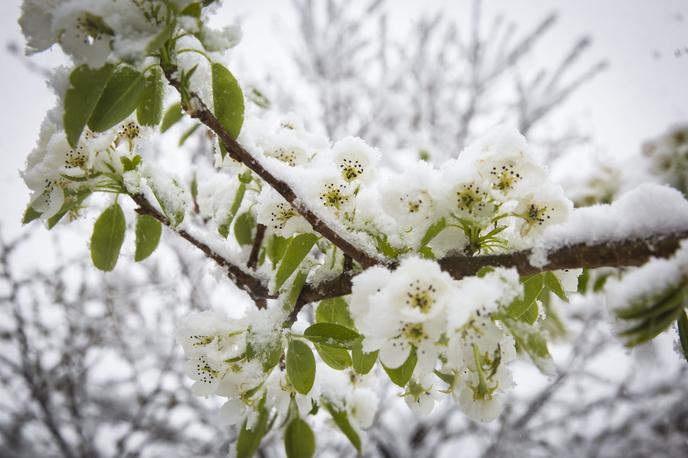 sneg zima pozeba pomlad cvetenje sadno drevje tulipani rože | Svoje je tokrat k nizkim temperaturam dodal še novozapadli sneg. | Foto Bojan Puhek