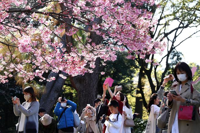 Japonska koronavirus | Na Japonskem se soočajo z drugim valom okužb z novim koronavirusom. Eden od sprožilcev za porast okužb naj bi bil zadnji marčevski konec tedna, ko so Japonci množično drli na občudovanje cvetenja češenj v Tokiu, Osaki, Kjotu in drugih japonskih mestih. Okužbe naj bi se prav tam začele nekontrolirano širiti.   | Foto Getty Images