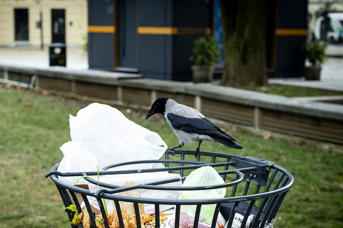 Vrana | Po lanskih napadih vran, ki so povzročile hude poškodbe ljudi, je Mestna občina Zagreb pozvala k odstranitvi vranjih gnezd.  | Foto Ana Kovač