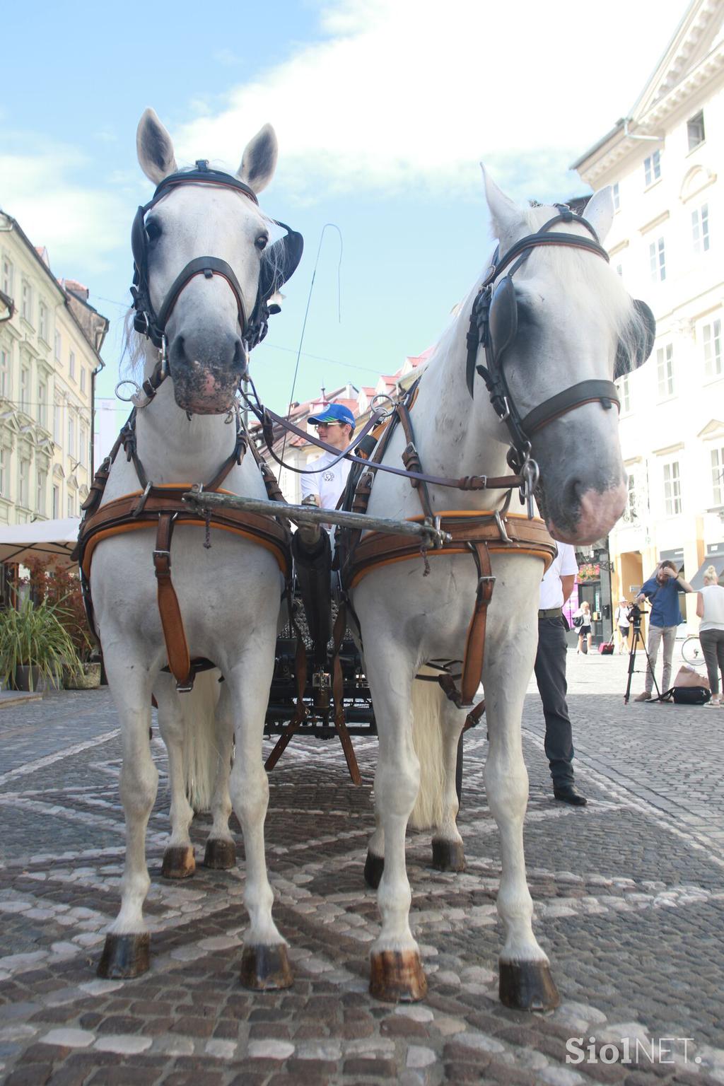 konji lipicanci ljubljana