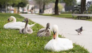 Na Koseškem bajerju obročkali labodje mladiče #foto