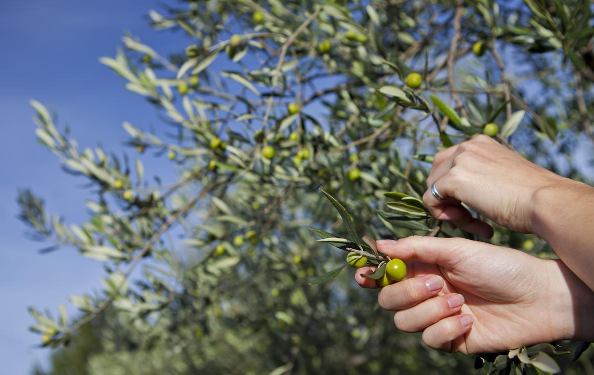 oljka, oliva, olive | Foto Matjaž Tavčar