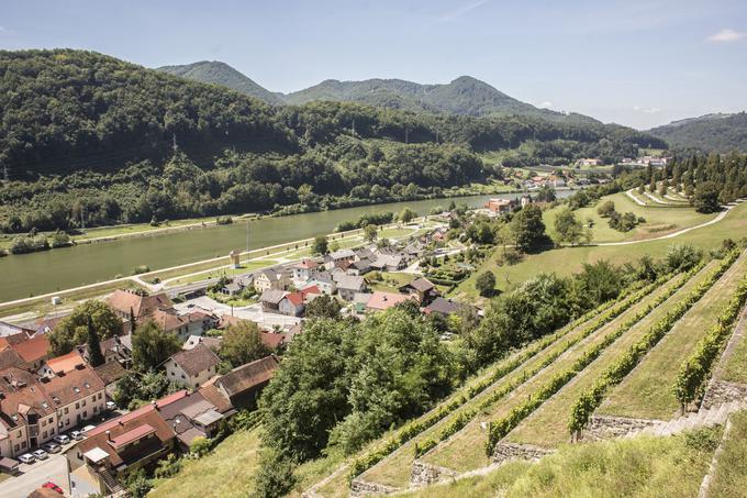 Na grajskem pobočju zasajena trta | Foto: 