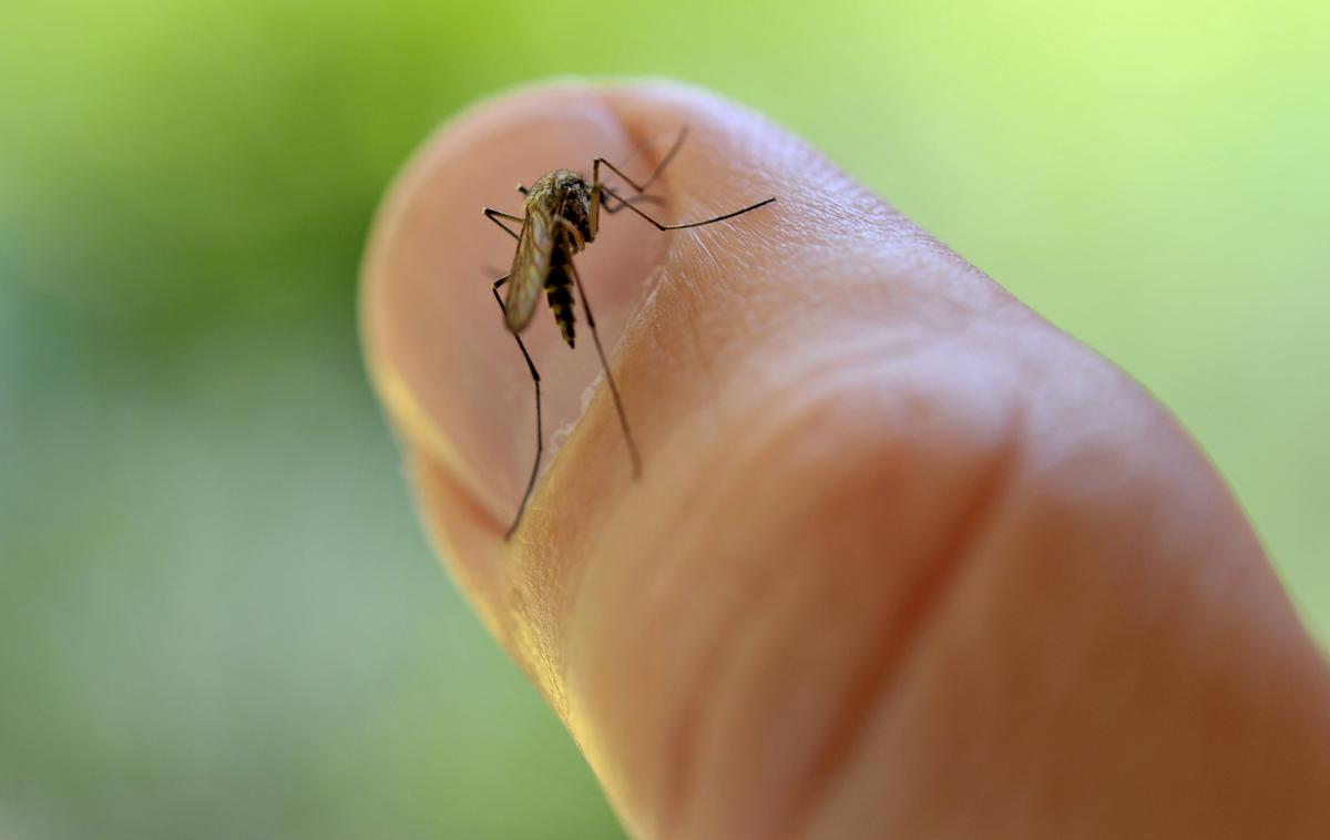 navadni komar | V bolnišnici se zaradi mrzlice Zahodnega Nila zdravita dve osebi iz Siska in Petrinja, sumijo pa, da je okuženih še več deset ljudi. | Foto Guliverimage