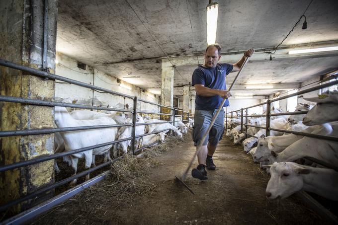 Dela na kmetiji mu nikoli ne zmanjka. | Foto: Bojan Puhek