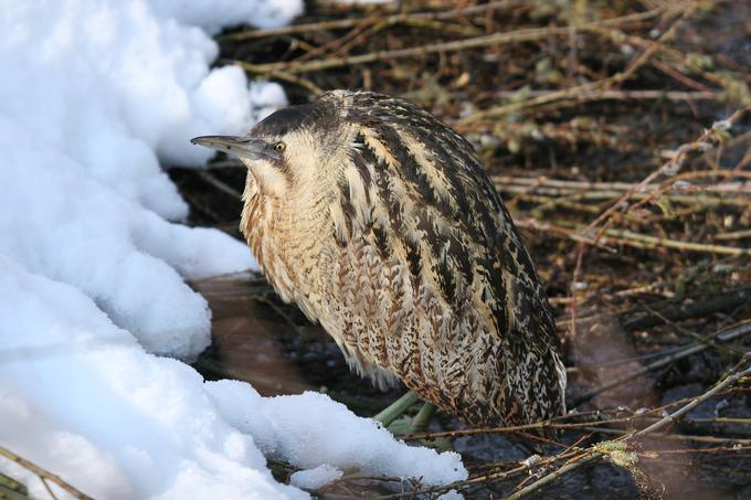 Ptica bobnarica večino časa preživi v zavetju trstičja, s katerim se s svojo značilno varovalno barvo zelo dobro zlije in jo je zato izjemno težko opaziti. | Foto: 