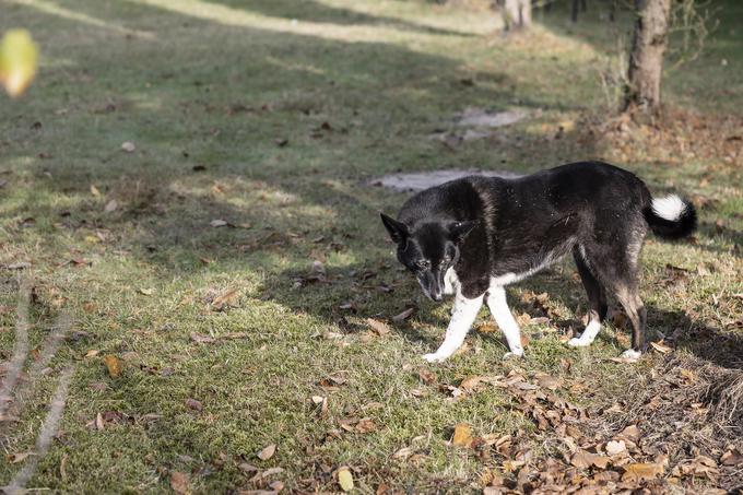 Ob cesti tava ogromno zapuščenih psov.  | Foto: Ana Kovač