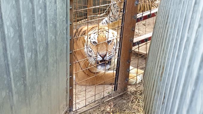 tiger zoo rožman | Foto: Andreja Lončar