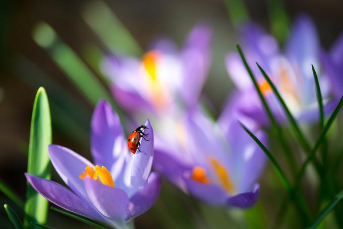 narava cvetje | Foto: Thinkstock