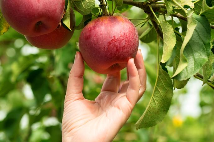 nabiranje jabolk | Foto Thinkstock