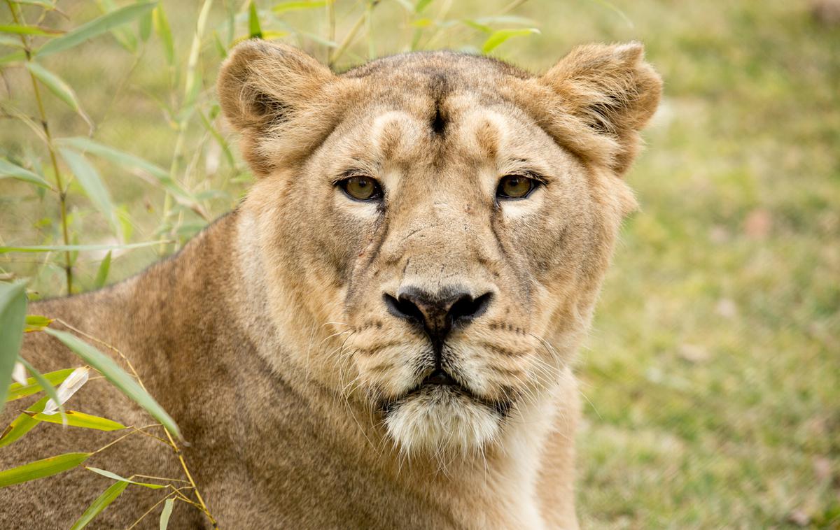 levinja Čaja | Levinjo so morali zaradi slabega zdravstvenega stanja v sedemnajstem letu evtanazirati. | Foto Petra Hrovatin/ZOO Ljubljana