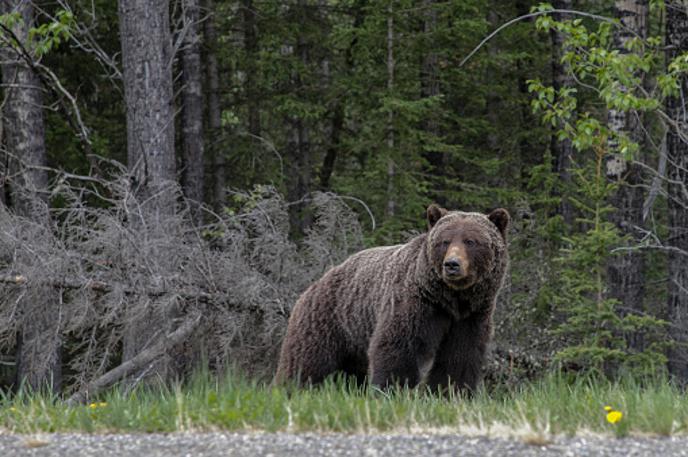 medved | Foto Getty Images