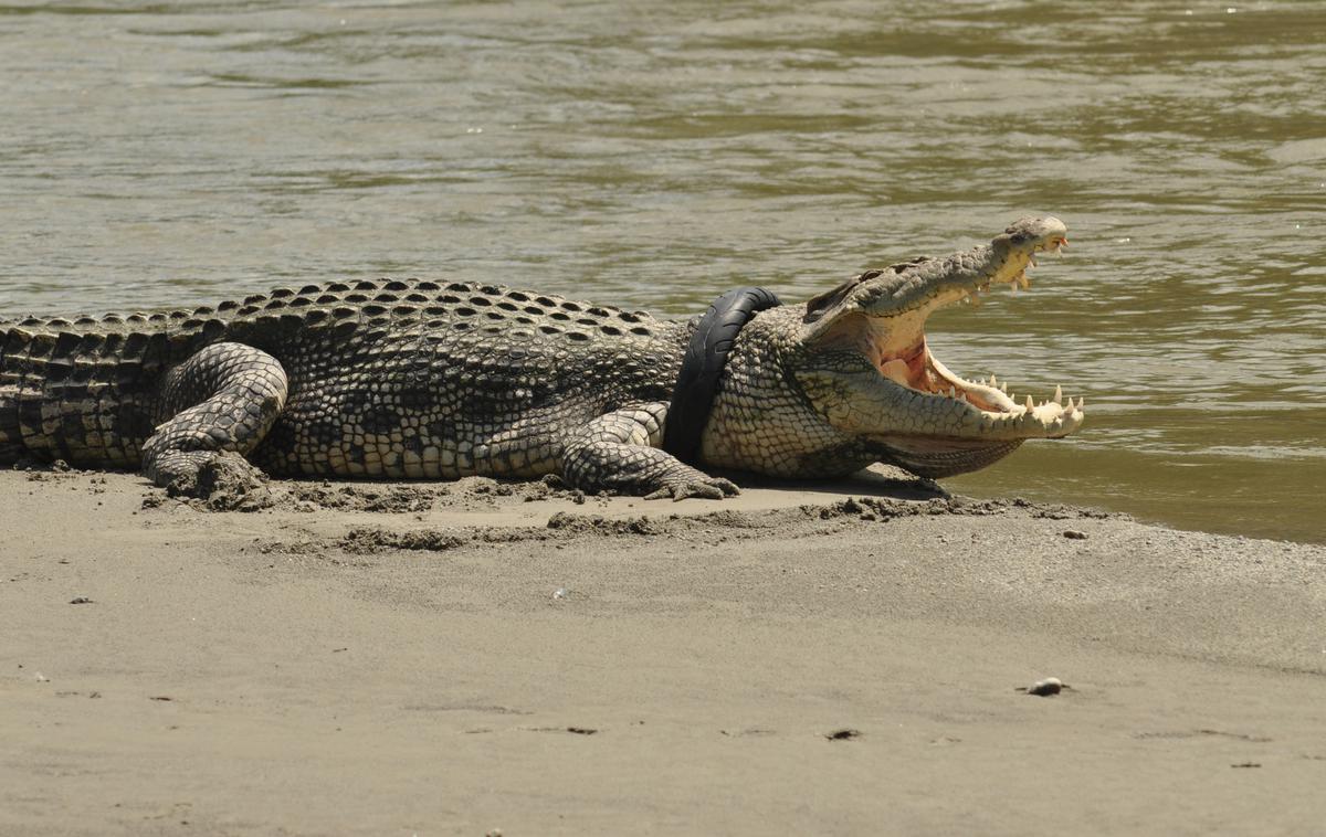 krokodil pnevmatika Indonezija | Ribiči napada niso videli, so pa poročali, da so napadenega slišali vpiti, čemur je sledil glasen pljusk. | Foto Reuters