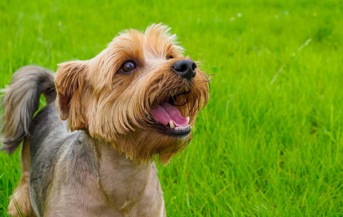 Yorkshirski terrier | Foto Shutterstock